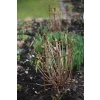 1 x Stylowa Podpora do roślin krzewów kwiatów PERGOLA średnica 45cm wysokość 65cm